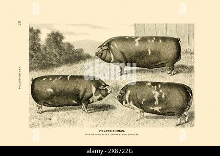 Illustrazione di un maiale. Inchiostro vintage disegnato su sfondo beige. Intorno al 1888 Foto Stock
