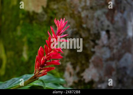 Fiore di zenzero rosso a Lautoka, Figi, Pacifico meridionale. Foto Stock