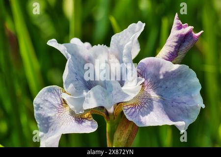 Primo piano di un fiore d'Iris fiorito con petali viola chiaro e sfondo verde. Foto Stock