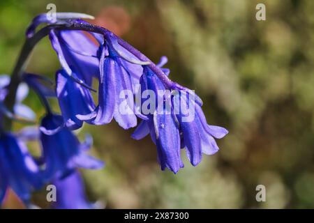 Primo piano di un fiore bluebell con sfondo naturale sfocato. Foto Stock