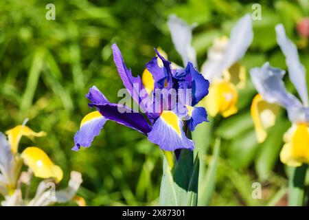 Primo piano di un vivace fiore di Iris viola con accenti gialli in un giardino, circondato da verde vegetale e altri fiori. Foto Stock