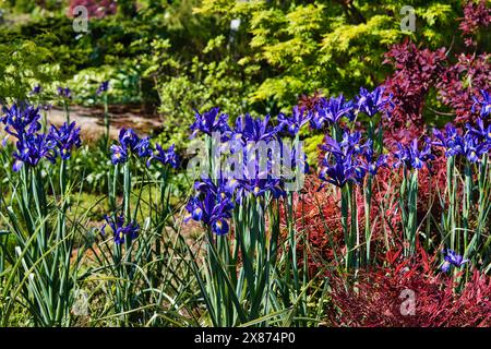 Un vivace giardino caratterizzato da Iris viola in fiore circondati da lussureggianti foglie verdi e arbusti rossi. Foto Stock