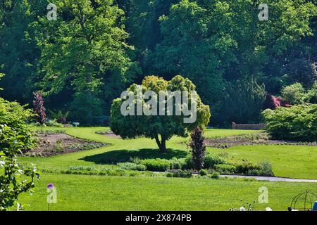 Un lussureggiante giardino verde con una varietà di alberi e piante, caratterizzato da un albero prominente nel centro. Il giardino ha erba e sentieri ben tenuti, s Foto Stock