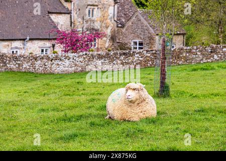 Una pecora del Cotswold accanto alla Manor Farm del XVII secolo nel villaggio Cotswold di Middle Duntisbourne, Gloucestershire, Regno Unito Foto Stock