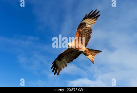 Primo piano di un aquilone rosso in volo contro il cielo blu Foto Stock