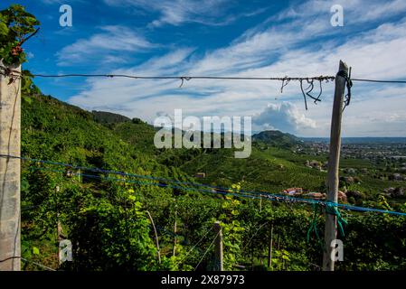 primo piano delle colline del prosecco a Vidor vicino a Treviso primo piano di un gambo di foglie di uva prosecco in primavera vicino a Castelfranco Veneto in Veneto Ita Foto Stock