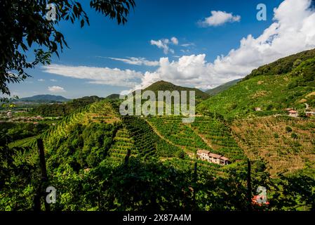 primo piano delle colline del prosecco a Vidor vicino a Treviso primo piano di un gambo di foglie di uva prosecco in primavera vicino a Castelfranco Veneto in Veneto Ita Foto Stock