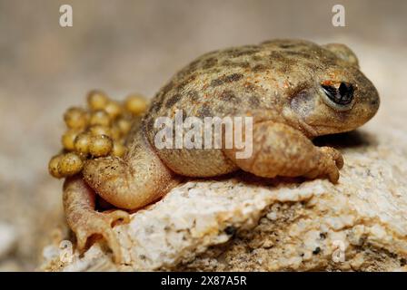 Rospo di ostetrica (Alytes cisternasii) in uno stagno di Valdemanco, Madrid, Spagna Foto Stock