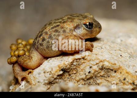 Rospo di ostetrica (Alytes cisternasii) in uno stagno di Valdemanco, Madrid, Spagna Foto Stock