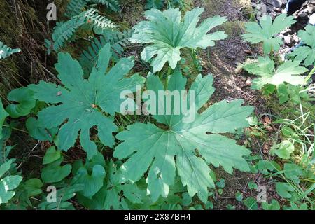 Primo piano naturale sulle grandi foglie verdi del peperoncino dolce nordamericano o del butterbur artico, Petasites frigidus Foto Stock