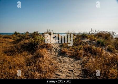 Spiaggia autunnale al Lido di Venezia con i detriti di alberi e dune abbandonate Foto Stock