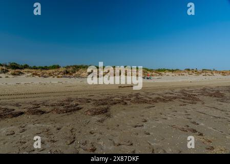 Spiaggia autunnale al Lido di Venezia con i detriti di alberi e dune abbandonate Foto Stock