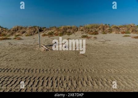 Spiaggia autunnale al Lido di Venezia con i detriti di alberi e dune abbandonate Foto Stock