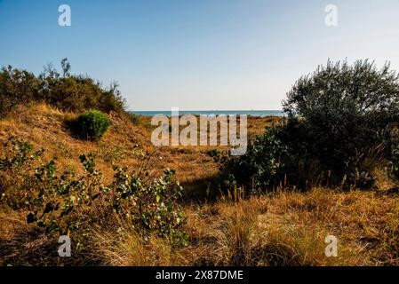 Spiaggia autunnale al Lido di Venezia con i detriti di alberi e dune abbandonate Foto Stock