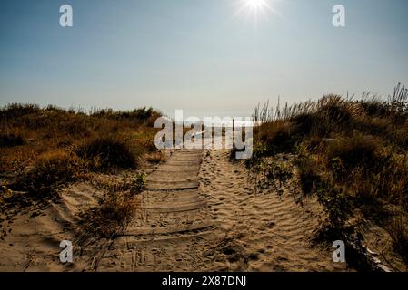 Spiaggia autunnale al Lido di Venezia con i detriti di alberi e dune abbandonate Foto Stock