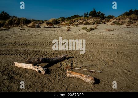 Spiaggia autunnale al Lido di Venezia con i detriti di alberi e dune abbandonate Foto Stock