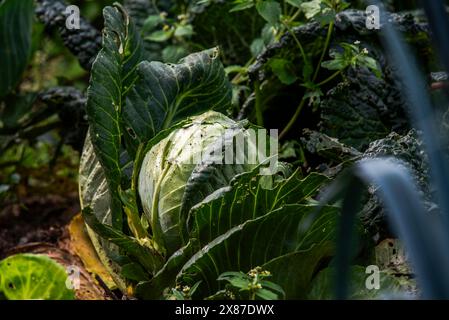 primo piano di un cavolo verde chiamato anche Brassica oleracea nell'orto di Cogollo del Cengio in provincia di Vicenza in Veneto Foto Stock