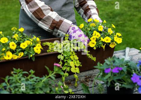 donna che semina piantine di fiori estivi in una scatola da balcone su un tavolo di legno Foto Stock