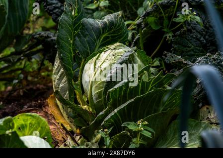 primo piano di un cavolo verde chiamato anche Brassica oleracea nell'orto di Cogollo del Cengio in provincia di Vicenza in Veneto Foto Stock