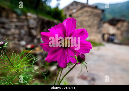 primo piano di un Cosmos bipinnatus viola con sfondo sfocato nella lussureggiante campagna veneziana nei pressi di Cogollo del Cengio in provincia di Vicenza vene Foto Stock