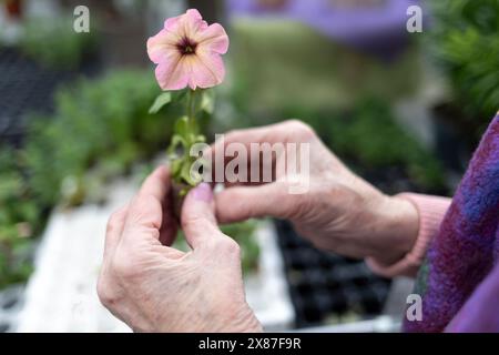 Mani di una donna anziana che tiene il fiore di Petunia in negozio Foto Stock