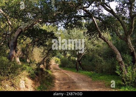 Una strada di campagna si snoda attraverso una foresta con vecchie querce da sughero, vicino a Bordeira, Algarve, Portogallo Foto Stock