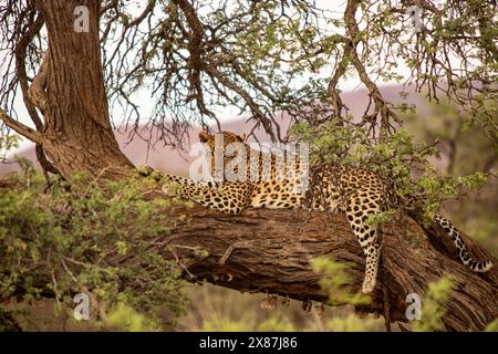 Namibia, leopardo (Panthera pardus) che riposa su un albero nel Parco Nazionale di Etosha Foto Stock