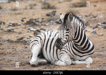 Namibia, Ritratto di zebra (Equus Quagga) che riposa all'aperto Foto Stock