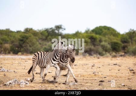 Namibia, due zebre (Equus Quagga) che giocano nel Parco Nazionale di Etosha Foto Stock