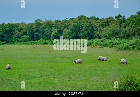 Rinoceronti e cervi di maiale che pascolano nel Parco nazionale di Kaziranga Foto Stock