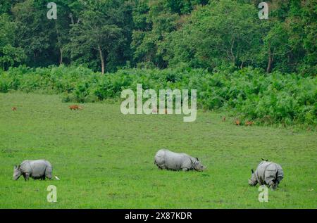 Rinoceronti e cervi di maiale che pascolano nelle praterie del Parco nazionale di Kaziranga Foto Stock