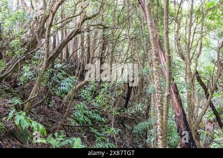 Terceira, Azzorre, Portogallo. Fitta foresta sull'isola di Terceira, nelle Azzorre. Foto Stock