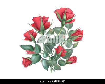 Bouquet di rose rosse. Fiori eleganti e foglie verdi sullo stelo. Fiore romantico. Rose botaniche realistiche vintage. Illustrazione acquerello Foto Stock