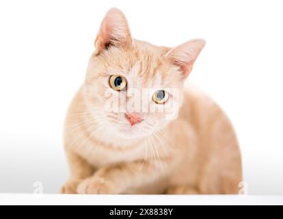 Un gatto Buff tabby shorthair in posizione accovacciata, con lo sguardo rivolto verso il basso Foto Stock