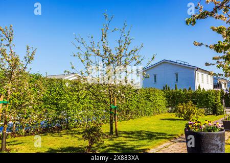 Splendida vista dei meli fioriti nel giardino primaverile di una villa privata. Svezia. Foto Stock