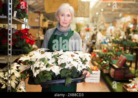 Fiorista femminile anziano arrangiando poinsettias bianche in pentole Foto Stock