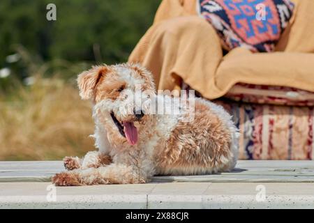 Un filo di Fox terrier per cani è adagiato su un ponte di legno accanto a una sedia. Il cane è marrone e bianco e ha una lingua che fuoriesce Foto Stock