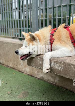 Cane Akita inu sdraiato in una panchina in un parco di Buenos Aires, Argentina Foto Stock