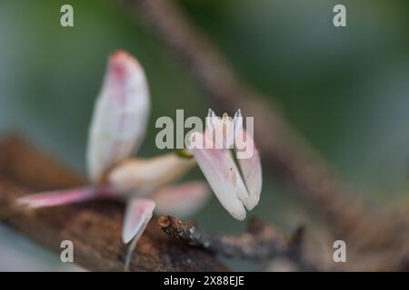 La bella mantis pregante sulla macrofotografia. messa a fuoco selettiva Foto Stock