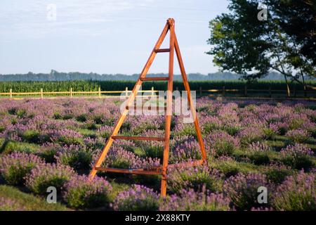Campo con giovani cespugli di lavanda in fiore Foto Stock