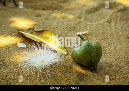 Fiori e frutti di Barringtonia asiatica bianca e rosa o albero di veleno di pesce , Putat o albero di veleno marino in piena fioritura sul suo albero. disteso sulla sabbia Foto Stock