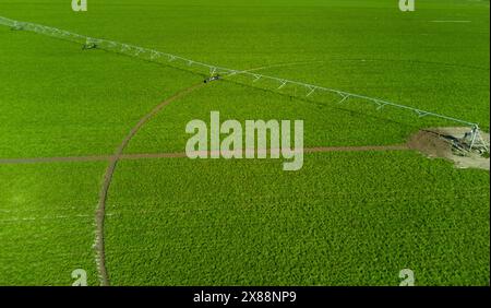 Piantagione di soia, campo circolare con attrezzature di irrigazione automatizzate. Foto Stock