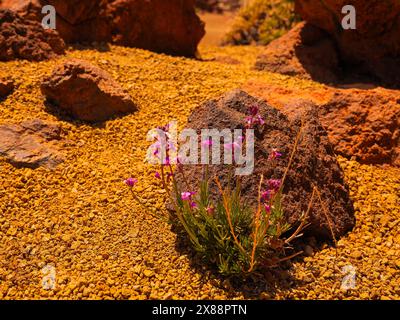 Visita Tenerife con molte rocce e uno splendido paesaggio montano sullo sfondo. Paesaggi vulcanici di Tenerife Foto Stock