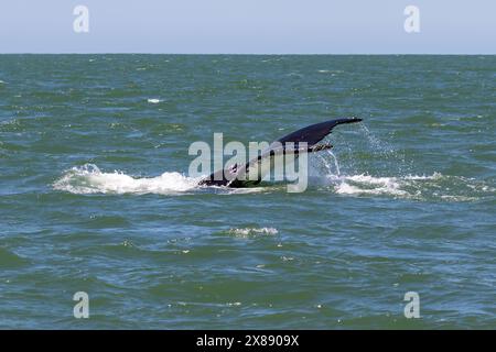 Coda di megattere (Megaptera novaeangliae) sopra l'acqua mentre inizia a tuffarsi. Acqua che fluisce dai fuchi d'acqua. Al largo della costa di Monterey, California. Foto Stock