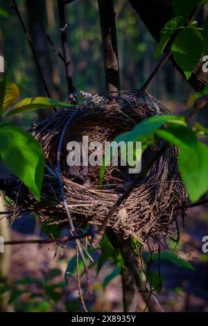 Un nido di uccello su un ramo. Foto di alta qualità Foto Stock