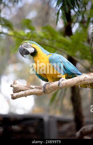 Le penne posteriori e superiori del blu e dell'oro macaw sono blu brillante; il lato inferiore della coda è giallo oliva. Foto Stock