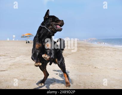 giovane rottweiler che gioca sulla spiaggia Foto Stock