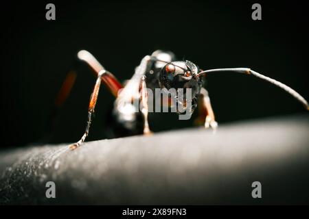 La formica del giardino nero, nota anche come formica nera comune, è una formicina, la specie tipo del sottogenere Lasius. Foto Stock