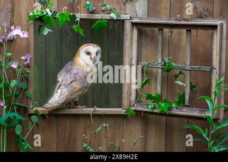 Un gufo di fienile prigioniero, Tyto alba, è arroccato su una finestra aperta in un vecchio capannone di legno. La finestra aperta è circondata da fiori Foto Stock