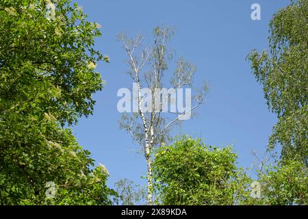 Trockene heimische Birke, Berlino, Germania Foto Stock